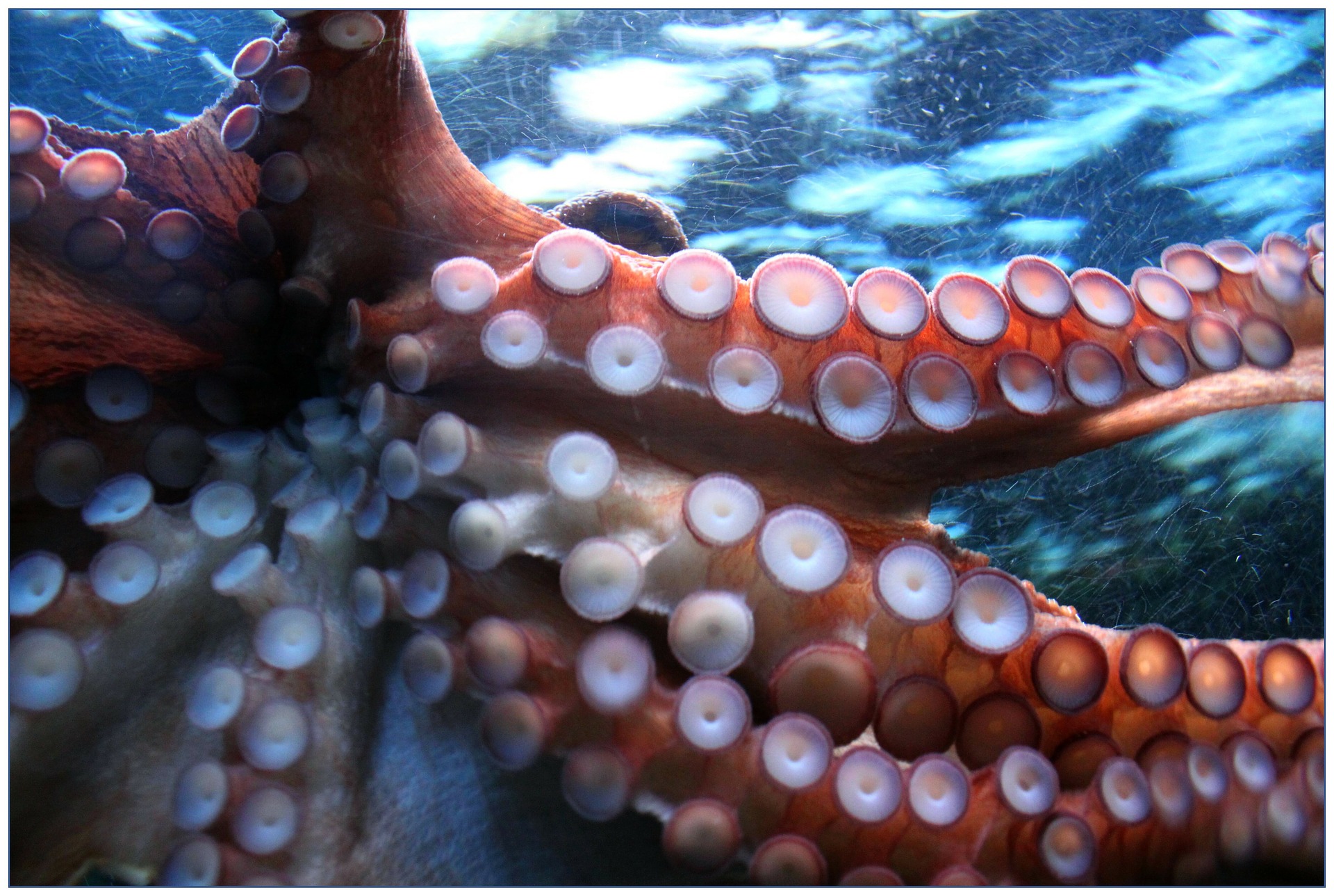 An octopus with its tentacles visible