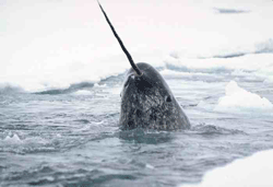 A narwhal poking up through ice