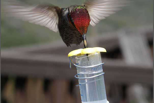 A hummingbird at a feeder